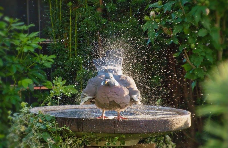 Bird bath in a garden