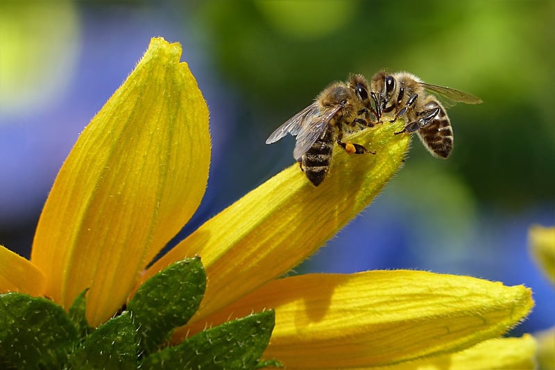 Garden with flowers, butterfly, and bee