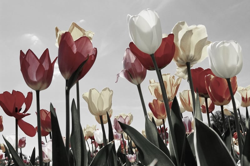 Spring flowers in a garden